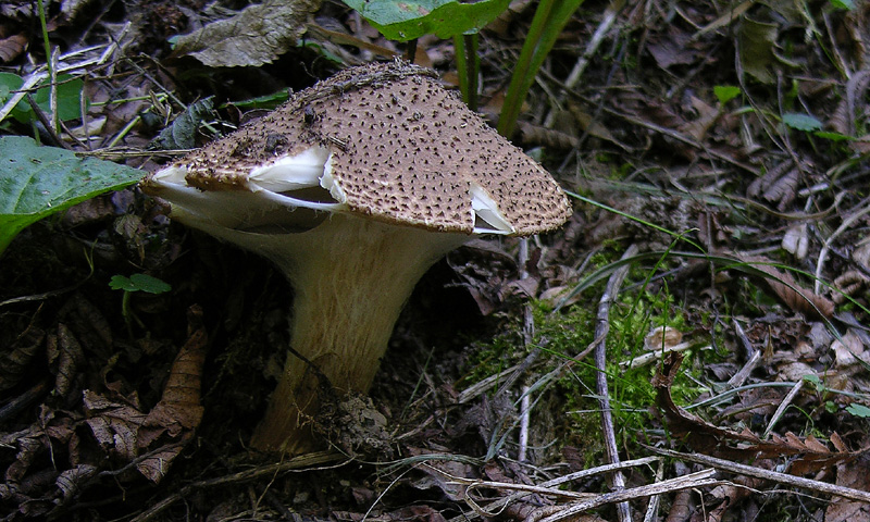 Lepiota e Macrolepiota da determinare.